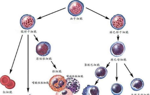 白血病無傳染性，家屬為何仍需佩戴口罩？深入解析人體干細胞技術的應用