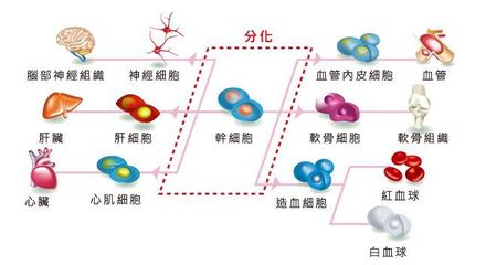 干細胞注射抗衰老的科學依據與應用挑戰 如何實現精準分化？
